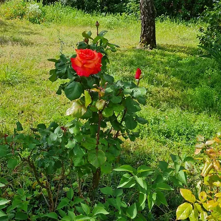 L'aronde Tatil Evi Taillant